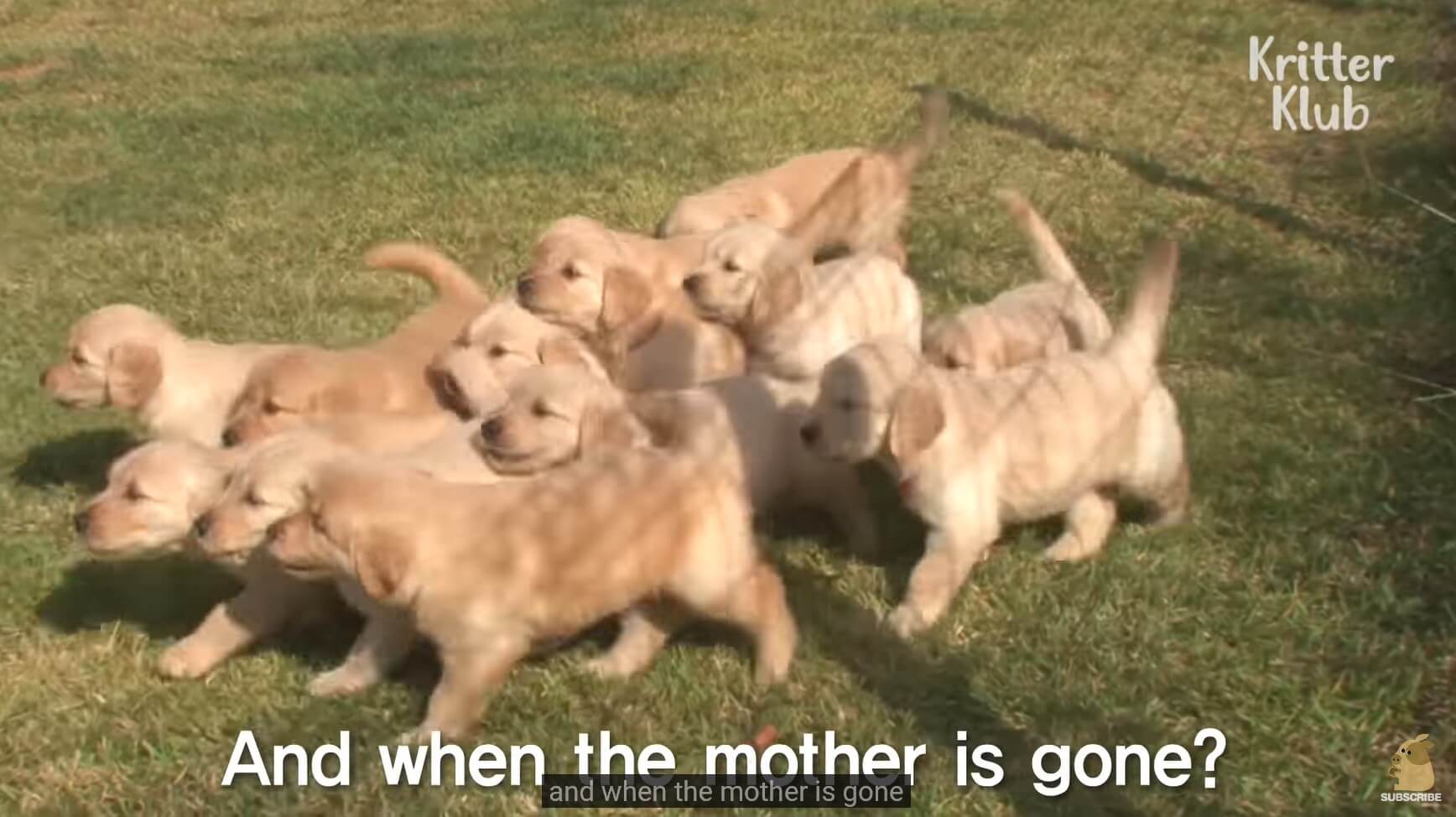 ゴールデンレトリーバー,動画