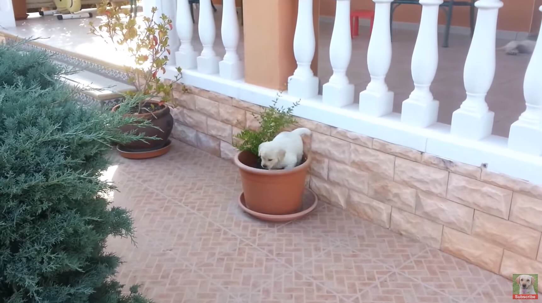 ラブラドールレトリーバー,動画