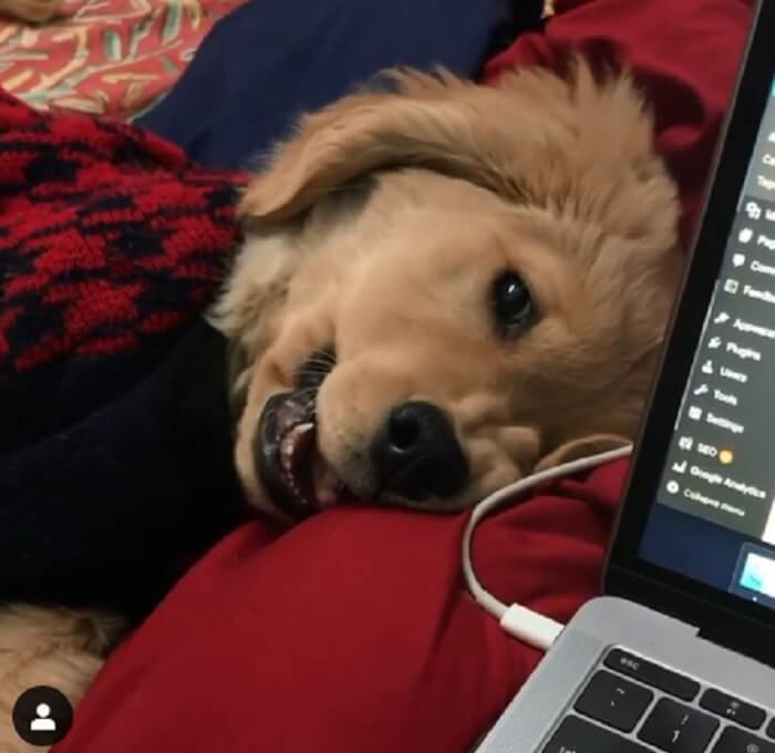 ゴールデンレトリーバー,動画