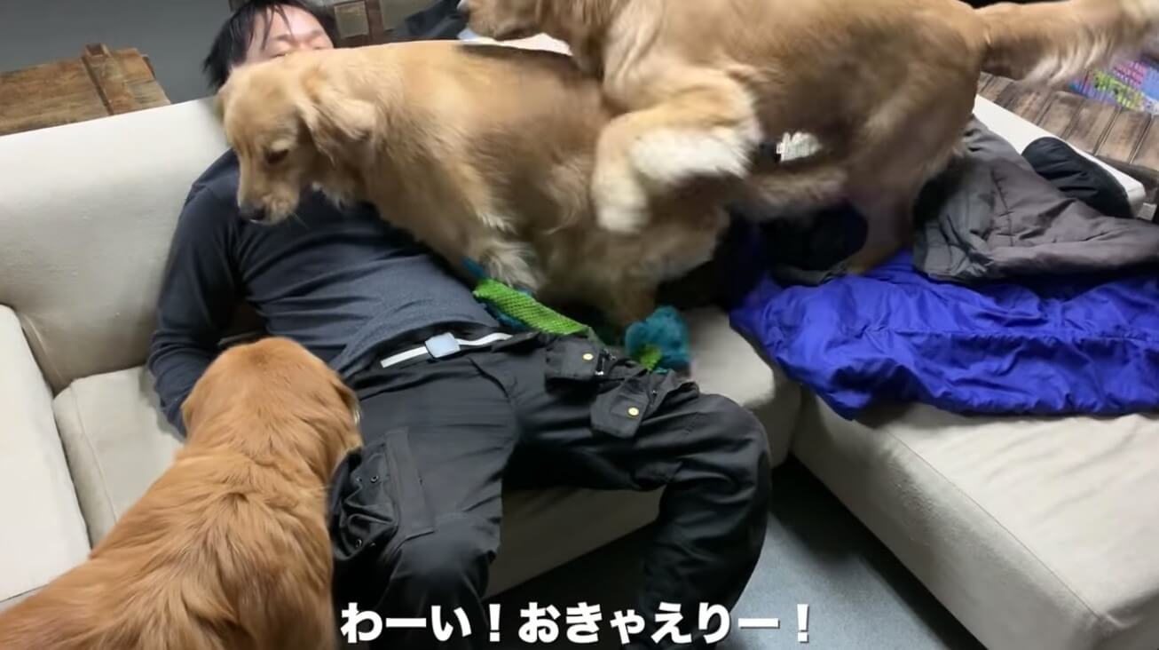 ゴールデンレトリーバー,動画