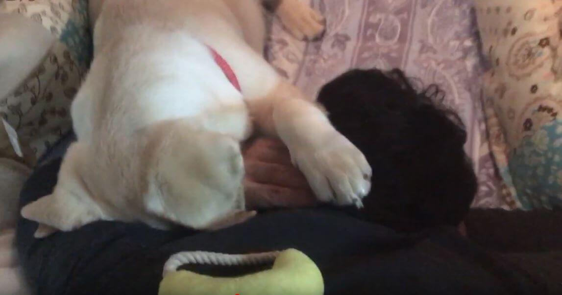 ラブラドールレトリーバー,動画