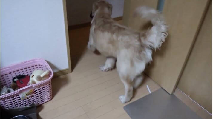 ゴールデンレトリーバー,動画