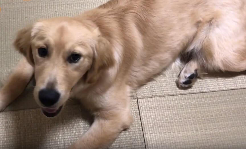 ゴールデンレトリーバー,動画