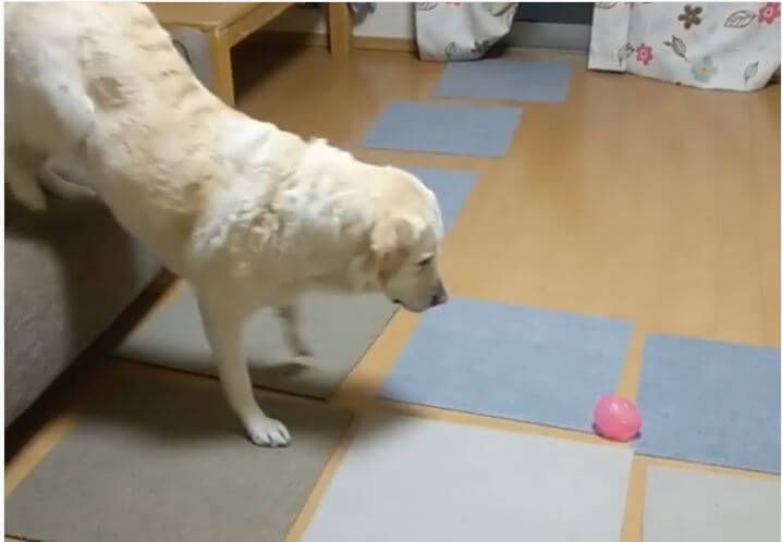 ゴールデンレトリーバー,動画