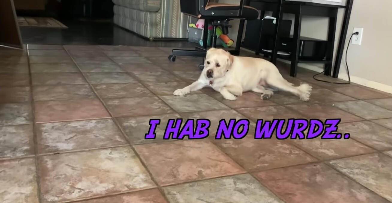 ラブラドールレトリーバー,動画