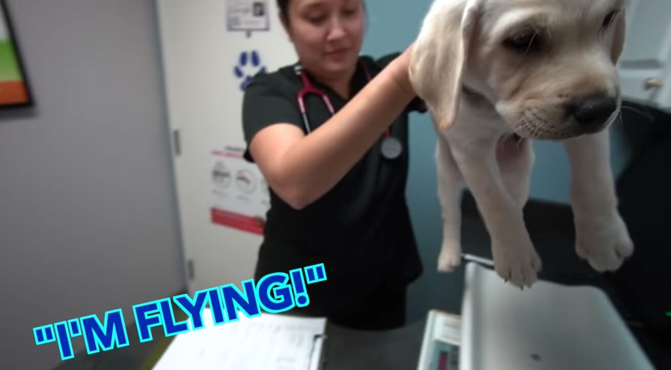 ラブラドールレトリーバー,動画