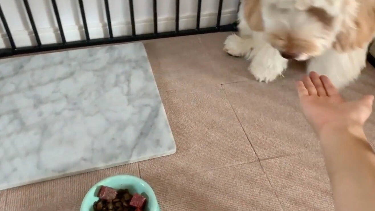 ラブラドゥードル,動画