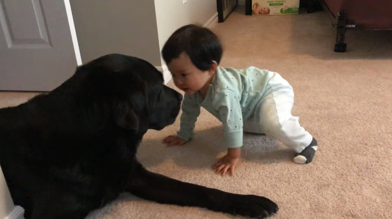 ラブラドールレトリーバー,動画