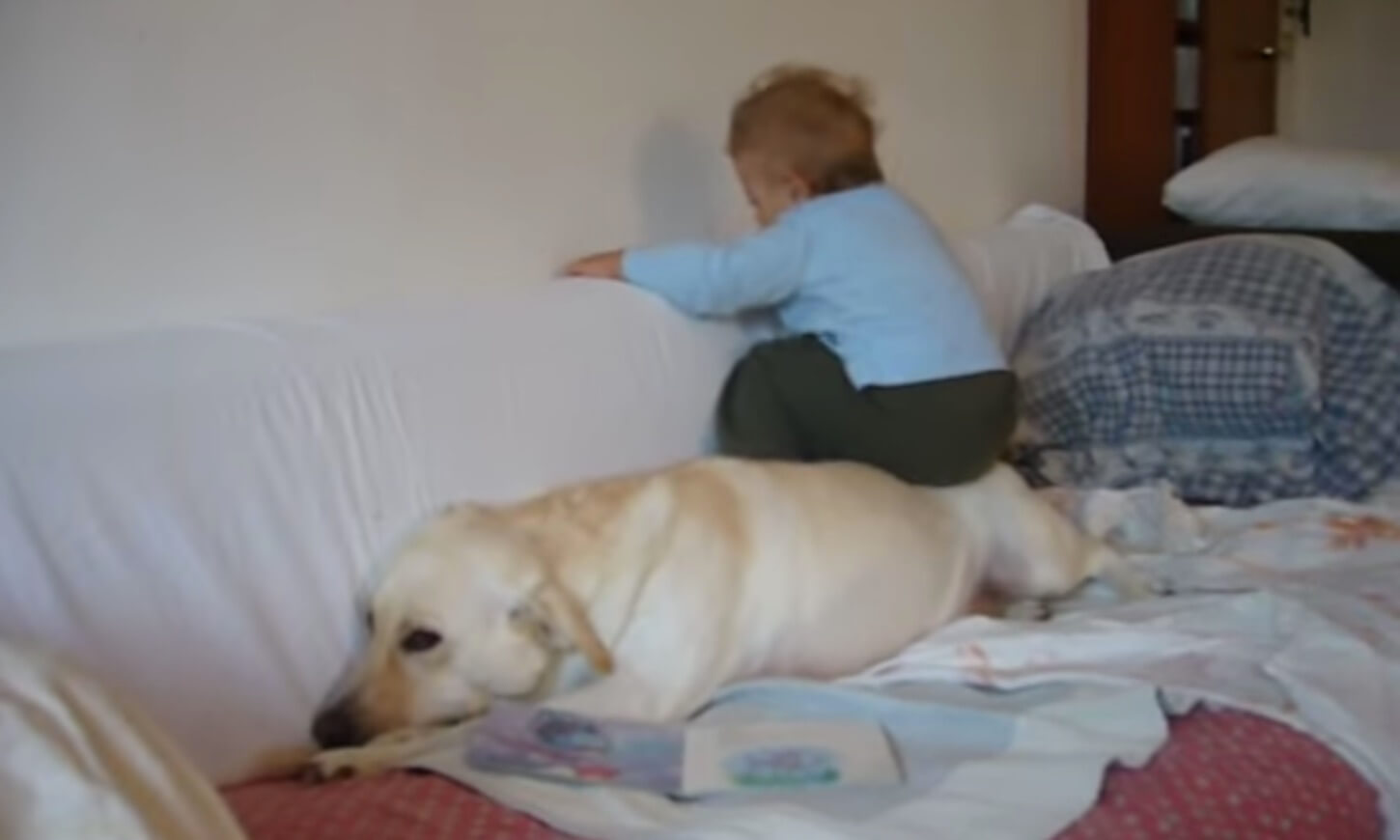 ラブラドールレトリーバー,動画