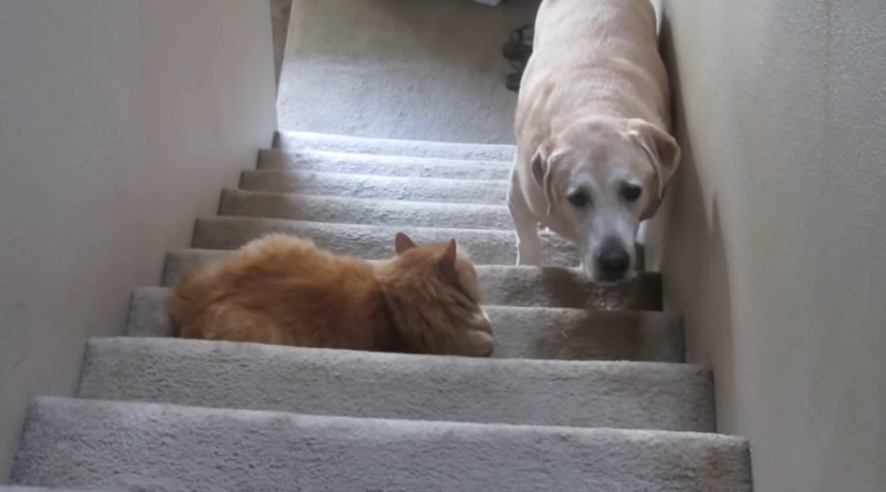 ラブラドールレトリーバー,動画