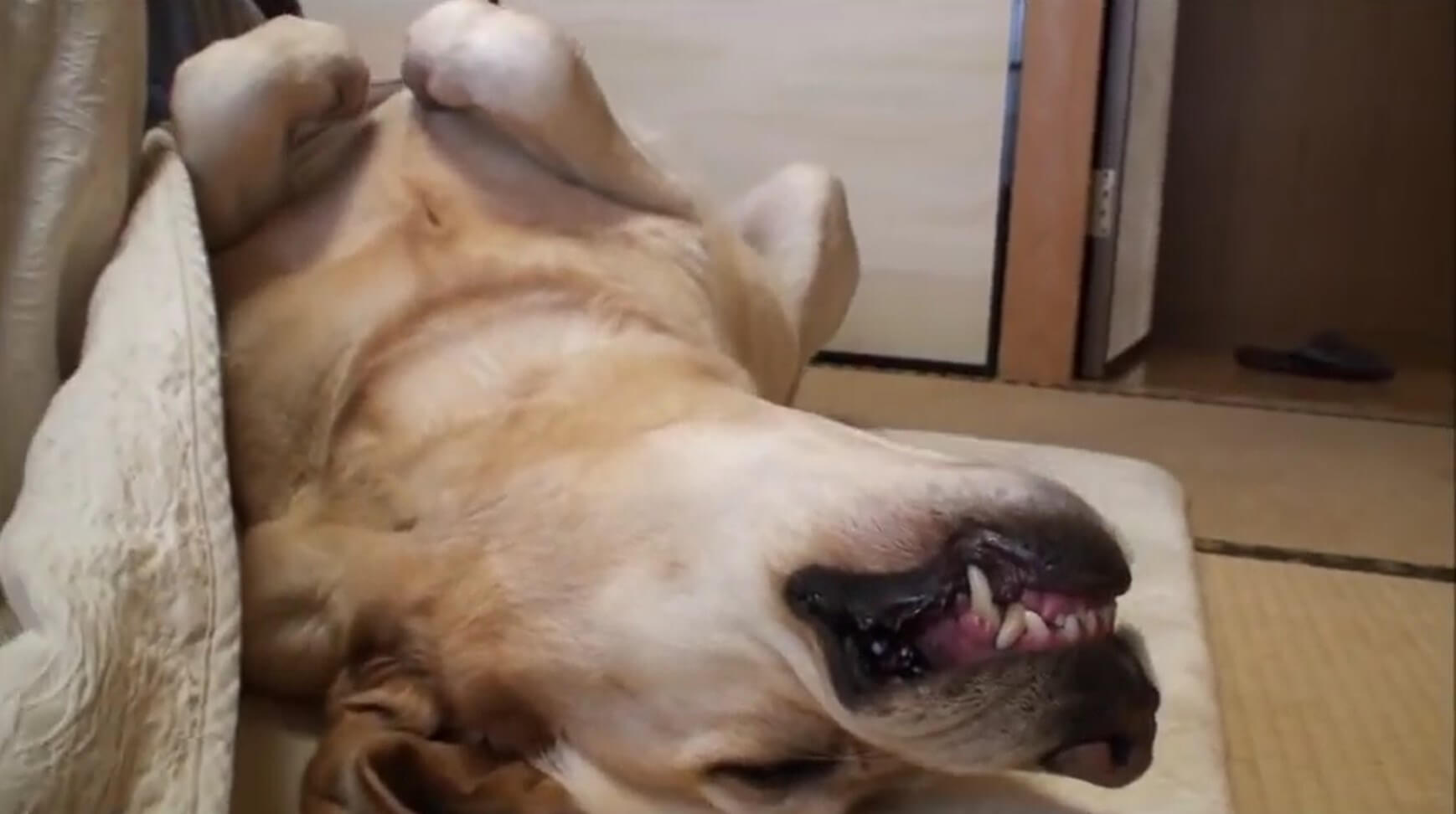 ラブラドールレトリーバー,動画