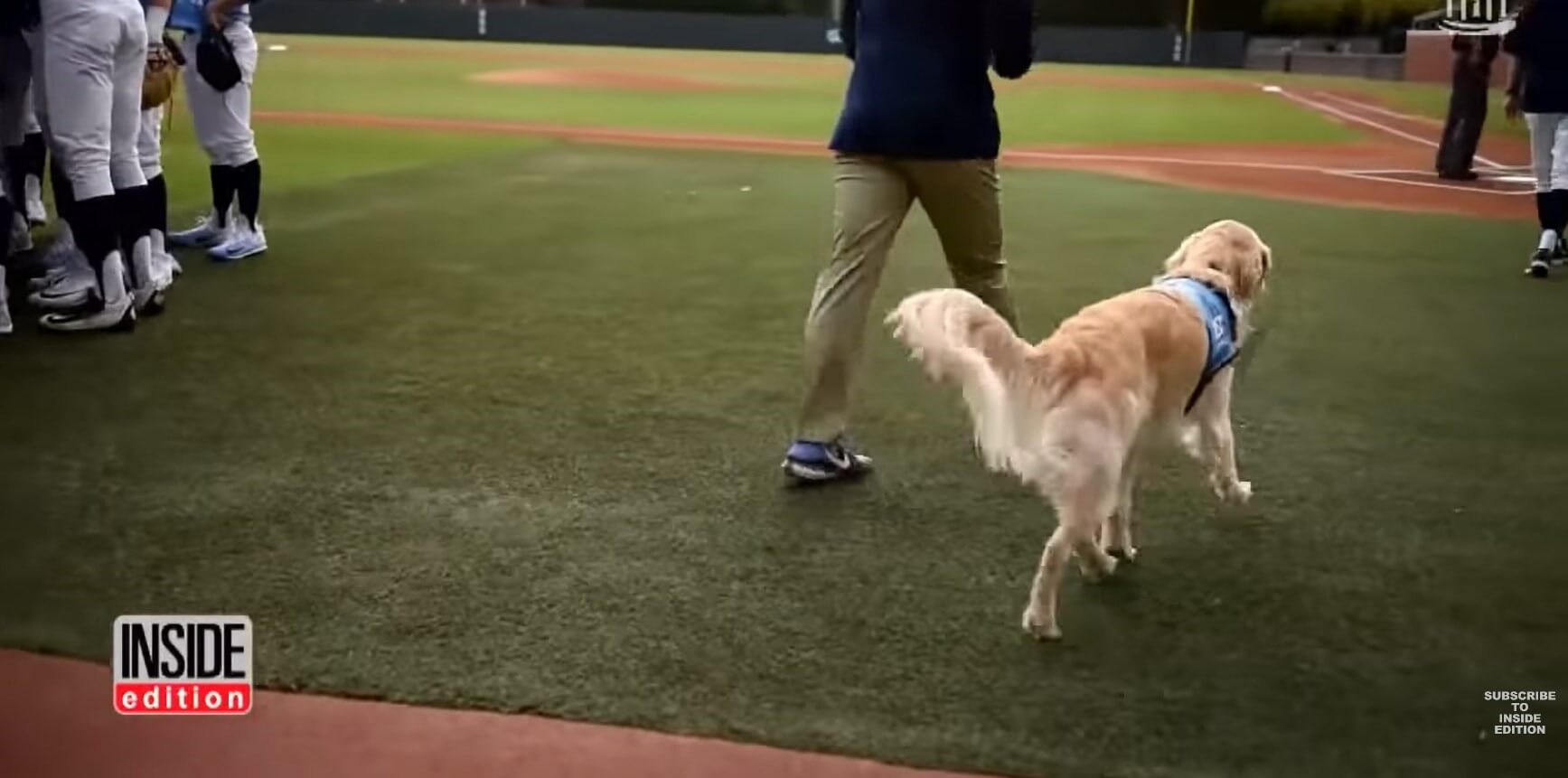 ゴールデンレトリーバー,動画