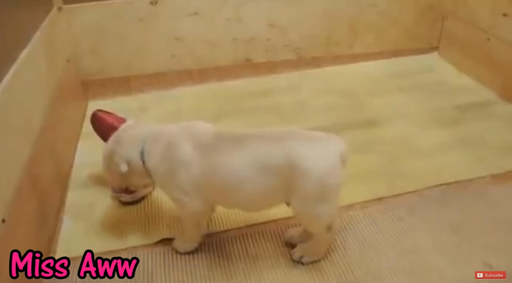 ラブラドールレトリーバー,動画