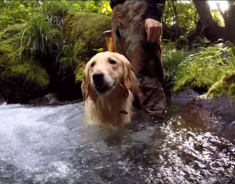 ゴールデンレトリーバー,動画