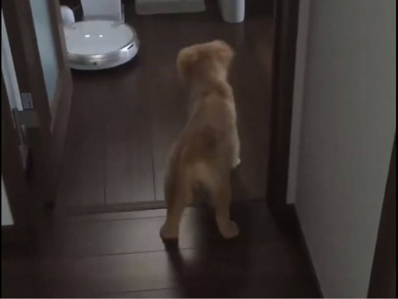 ゴールデンレトリーバー,動画