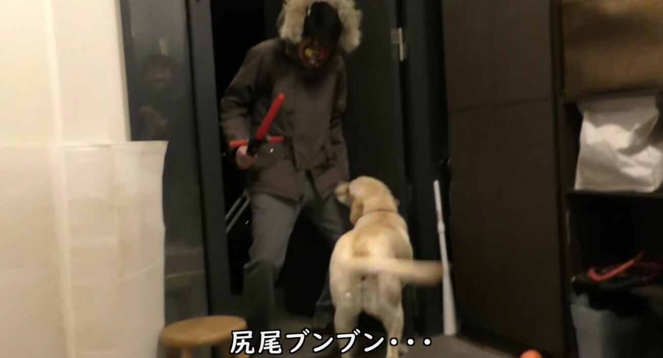 ラブラドールレトリーバー,動画