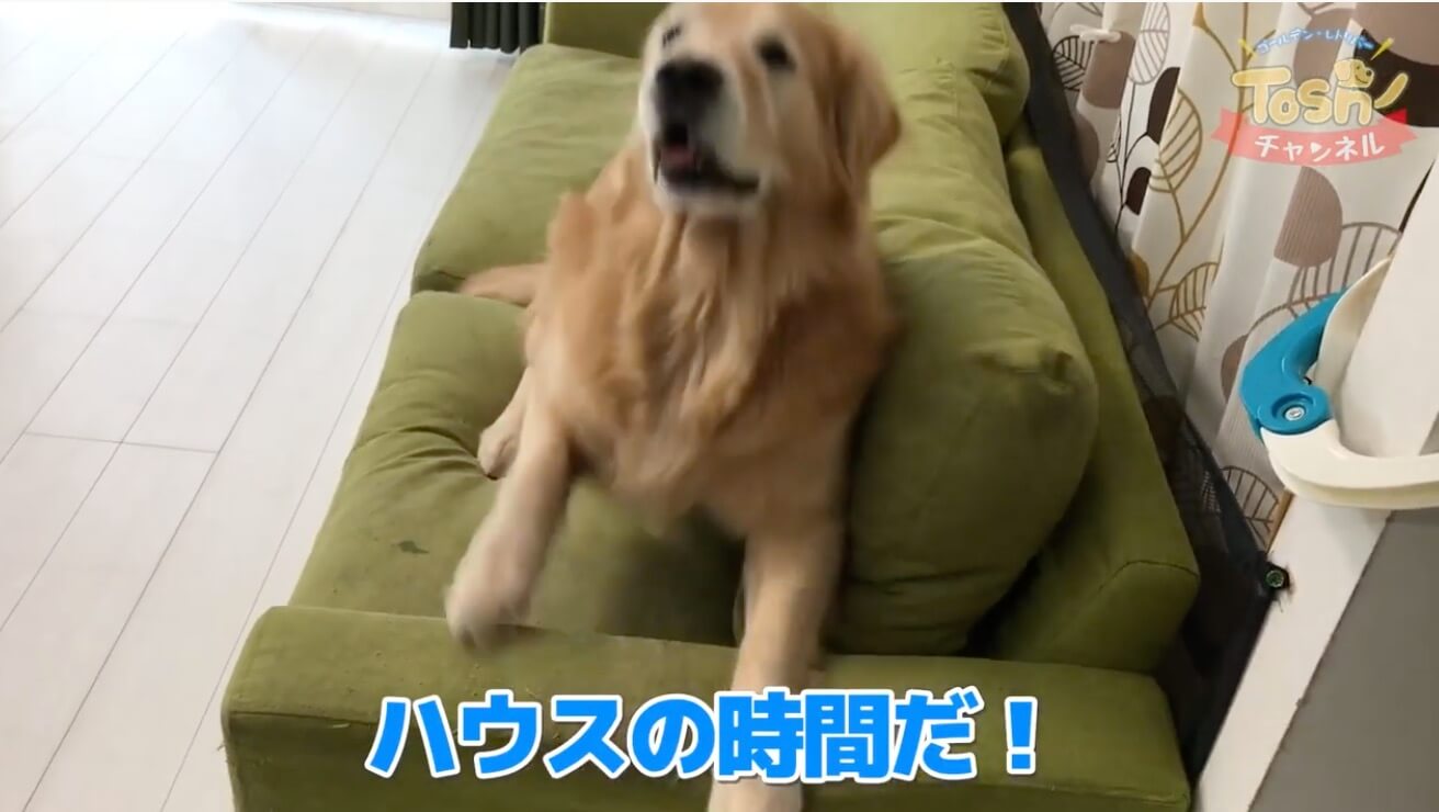 ゴールデンレトリーバー,動画