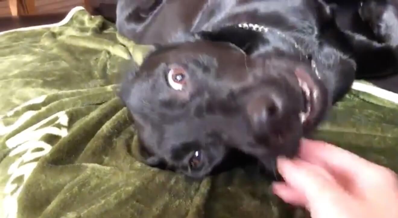 ラブラドールレトリーバー,動画