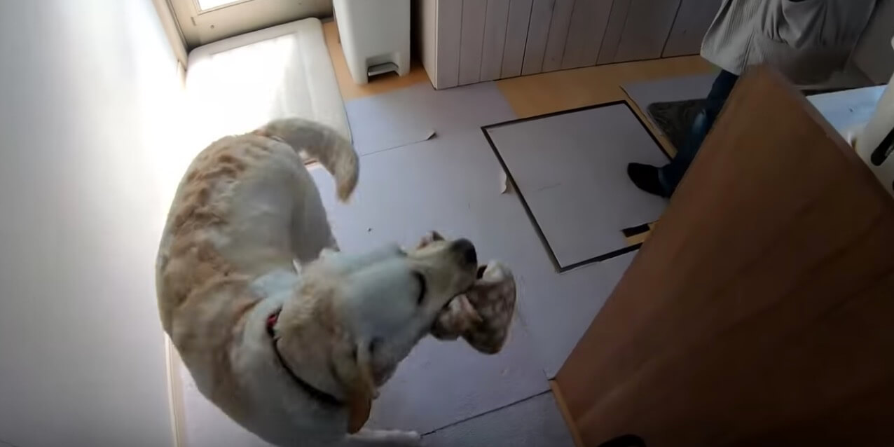 ラブラドールレトリーバー,動画