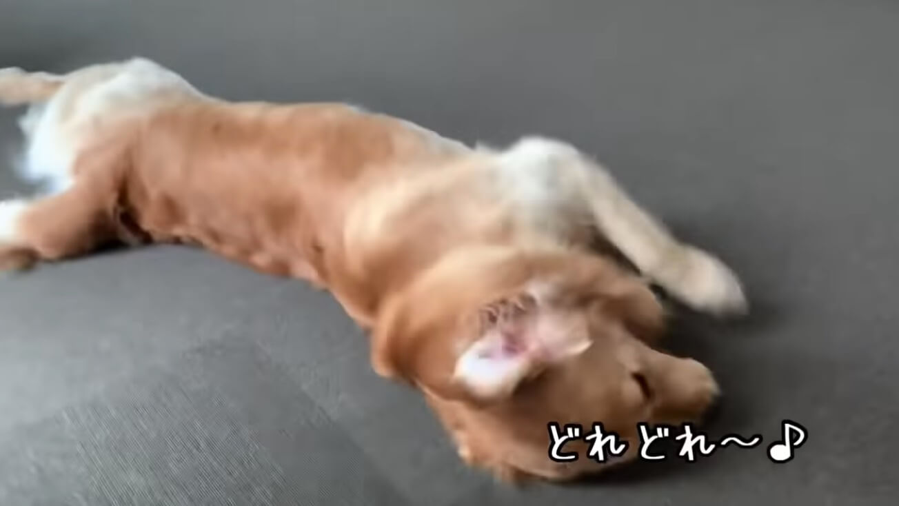 ゴールデンレトリーバー,動画