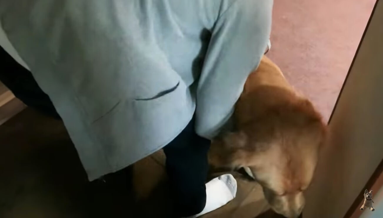 ゴールデンレトリーバー,動画