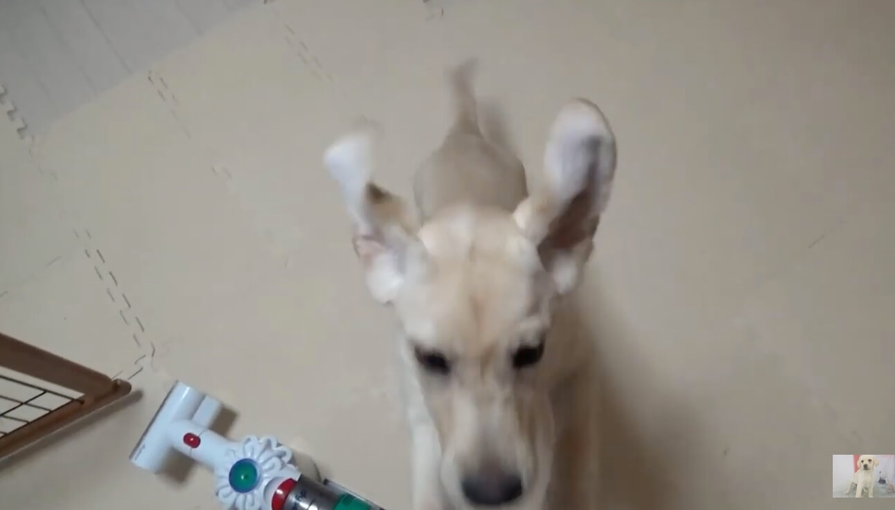 ラブラドールレトリーバー,動画