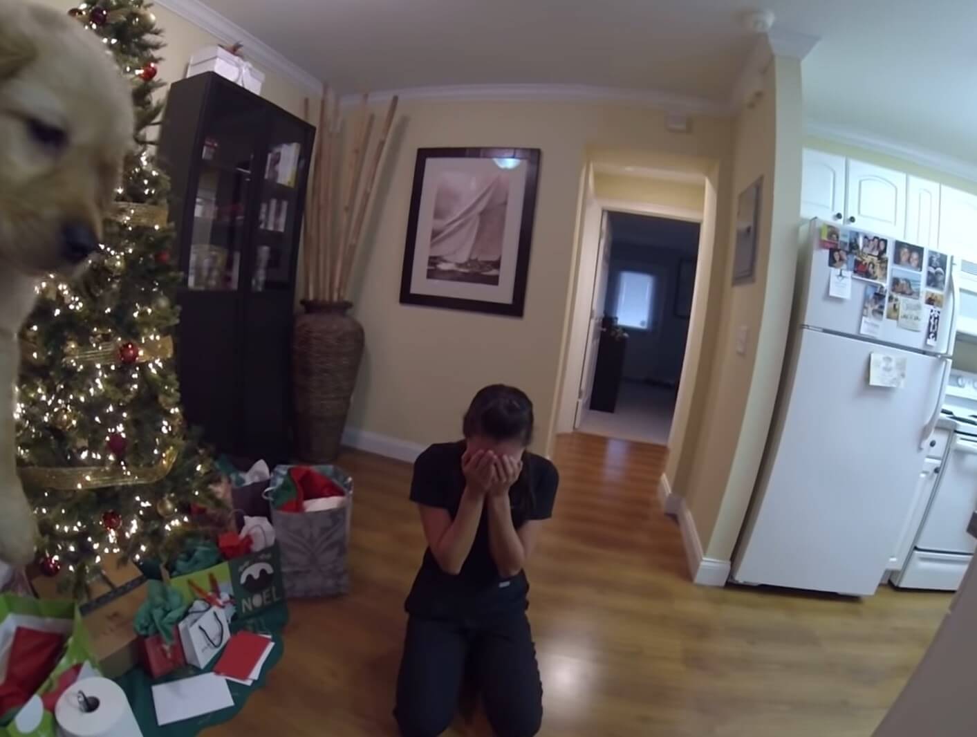 ゴールデンレトリーバー,動画