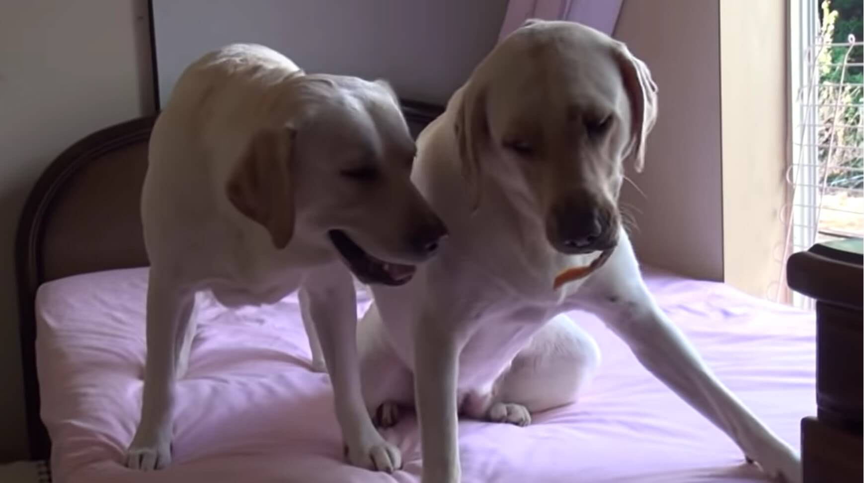 ラブラドールレトリーバー,動画