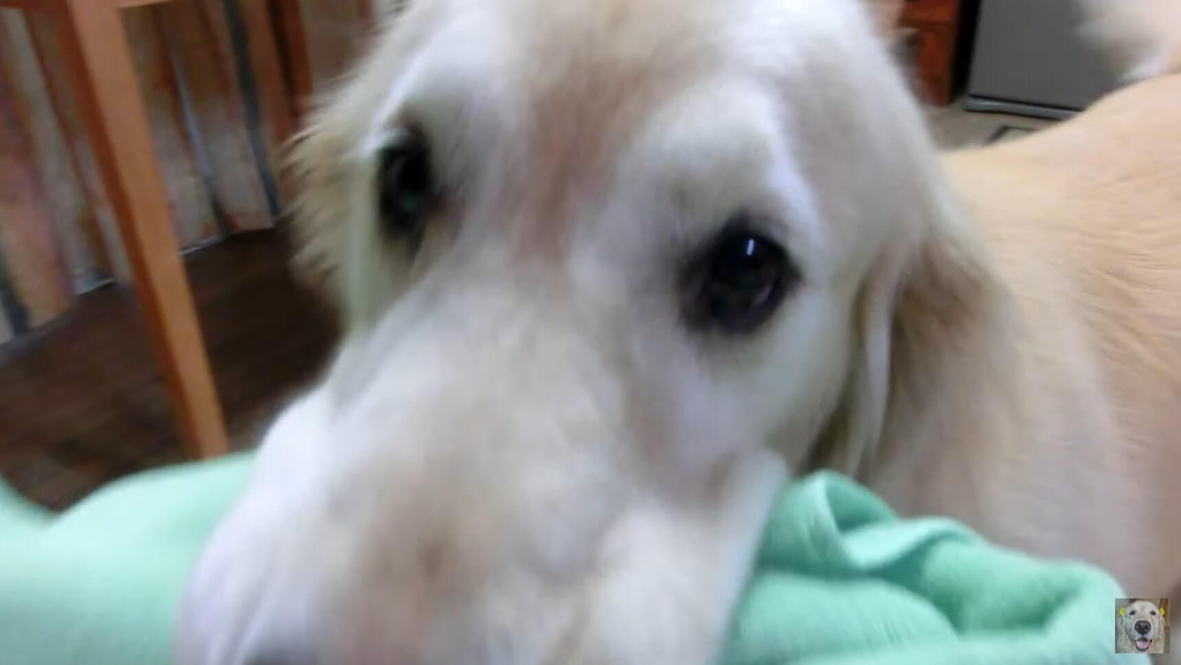 ゴールデンレトリーバー,動画