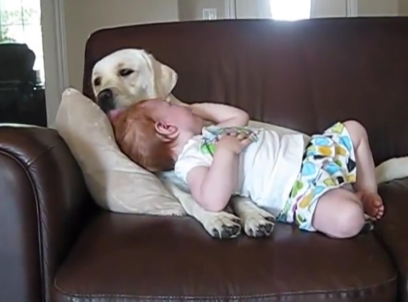 ラブラドールレトリーバー,動画