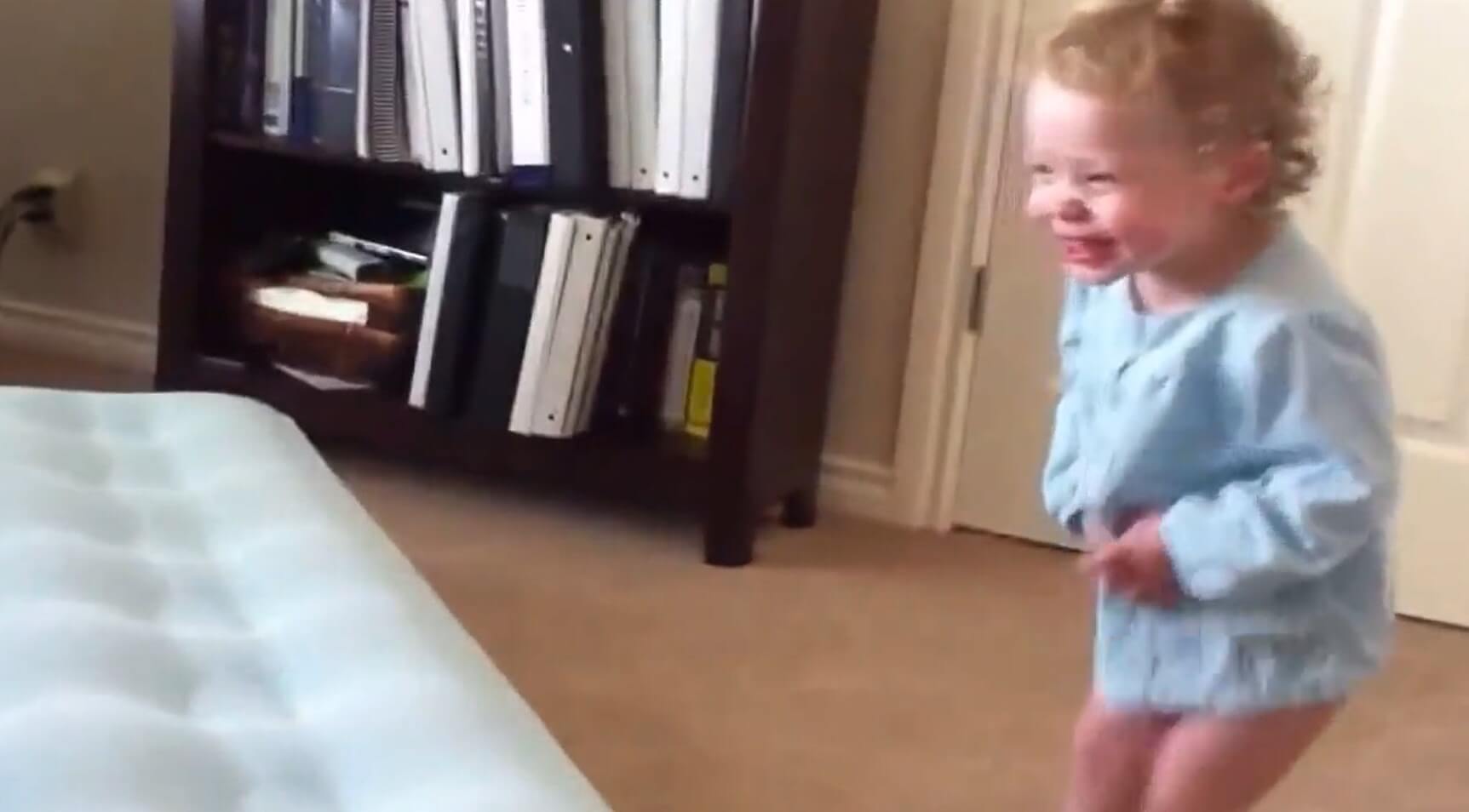 ゴールデンレトリーバー,動画