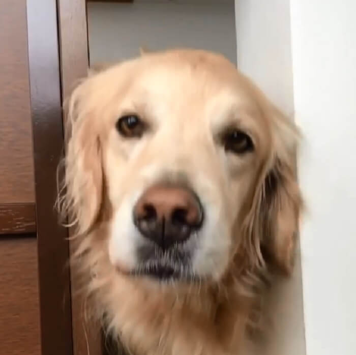 ゴールデンレトリーバー,動画