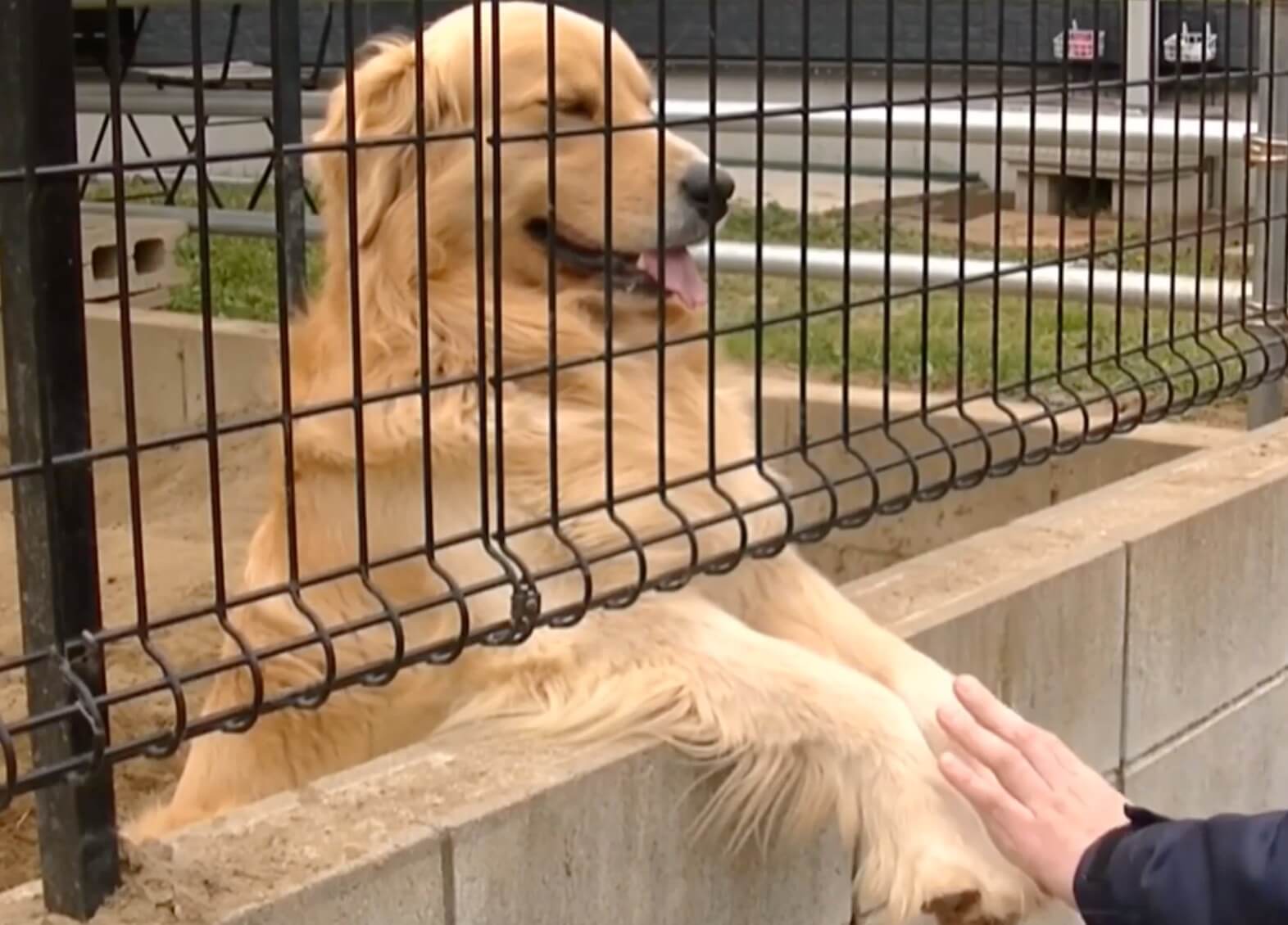 ゴールデンレトリーバー,動画