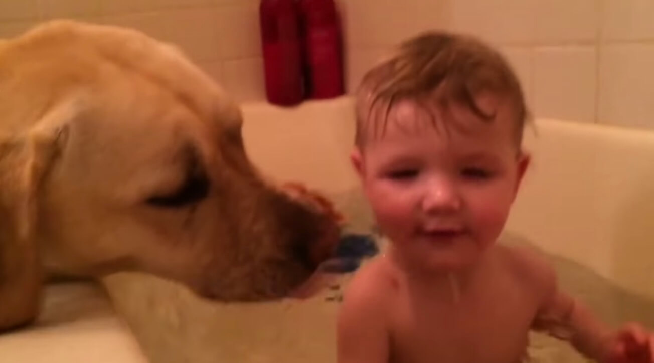 ラブラドールレトリーバー,動画