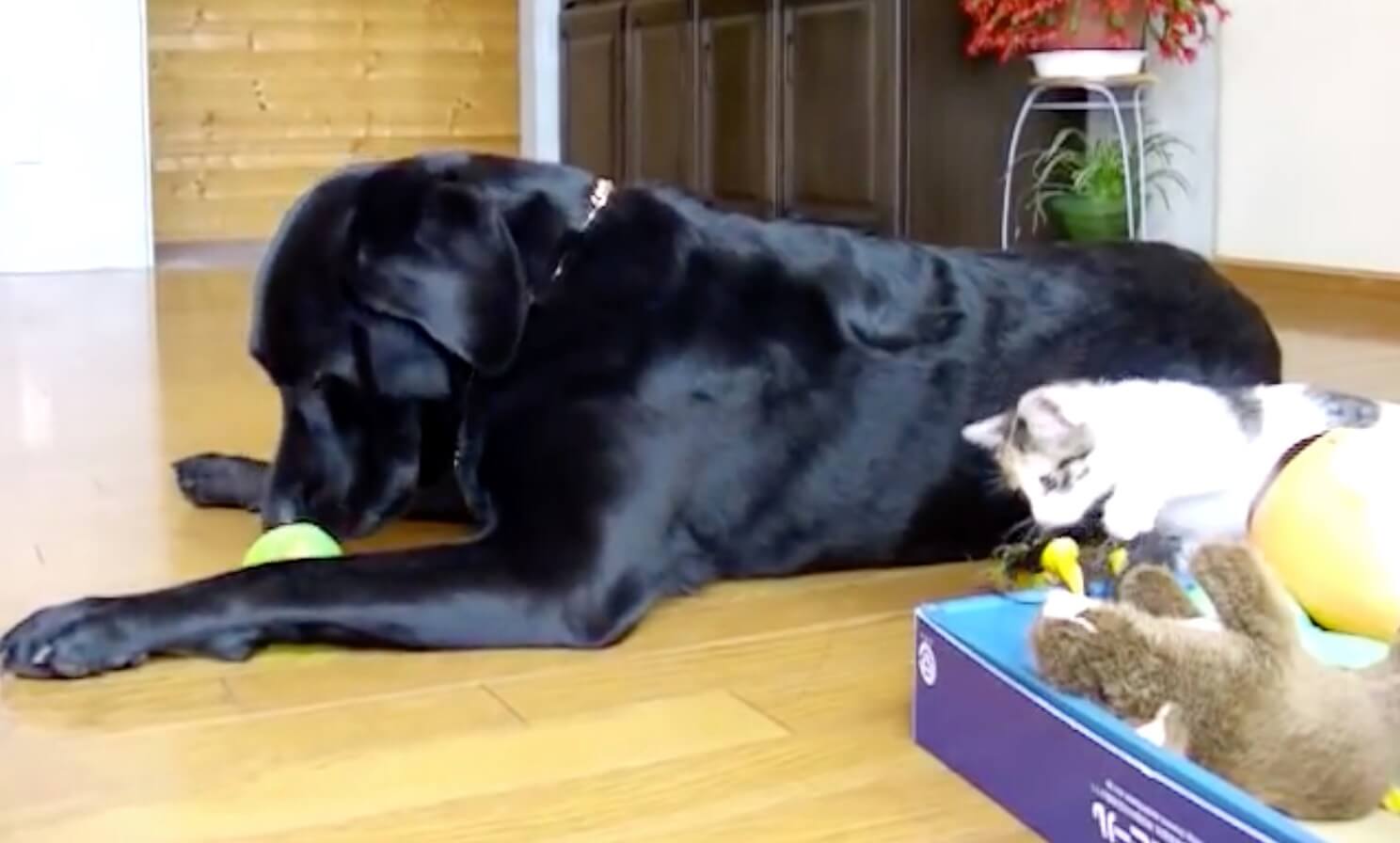 ラブラドールレトリーバー,動画