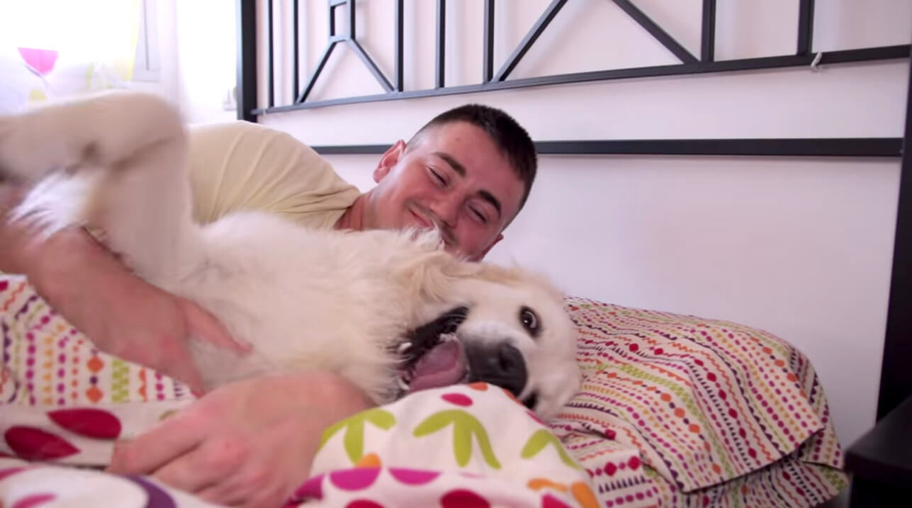 ゴールデンレトリーバー,動画