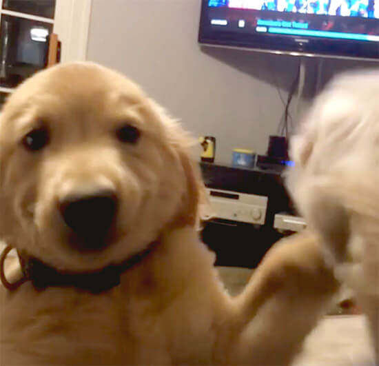 ゴールデンレトリーバー,動画