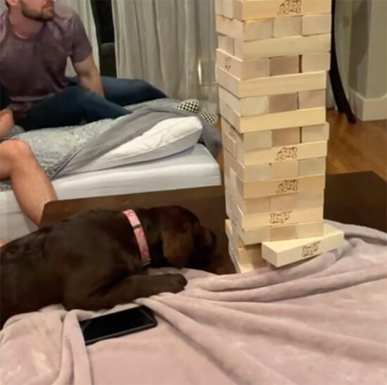 ラブラドールレトリーバー,動画