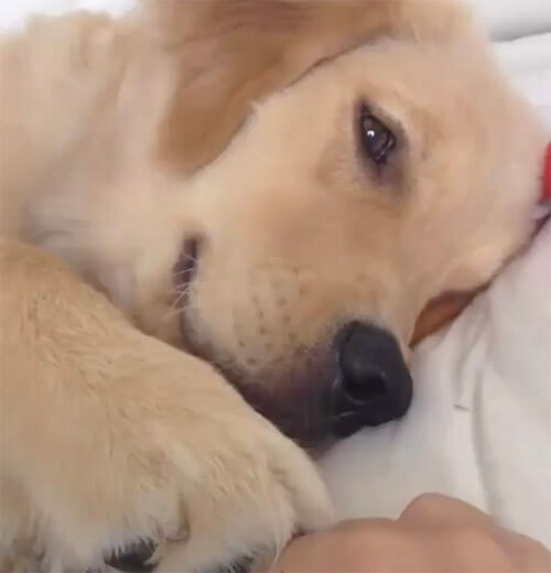 ゴールデンレトリーバー,動画