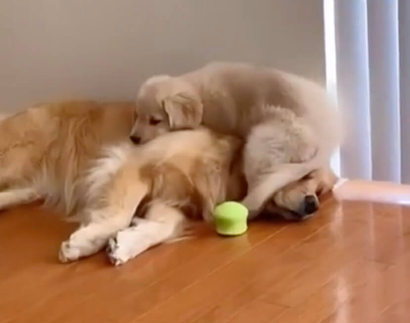 ゴールデンレトリーバー,動画