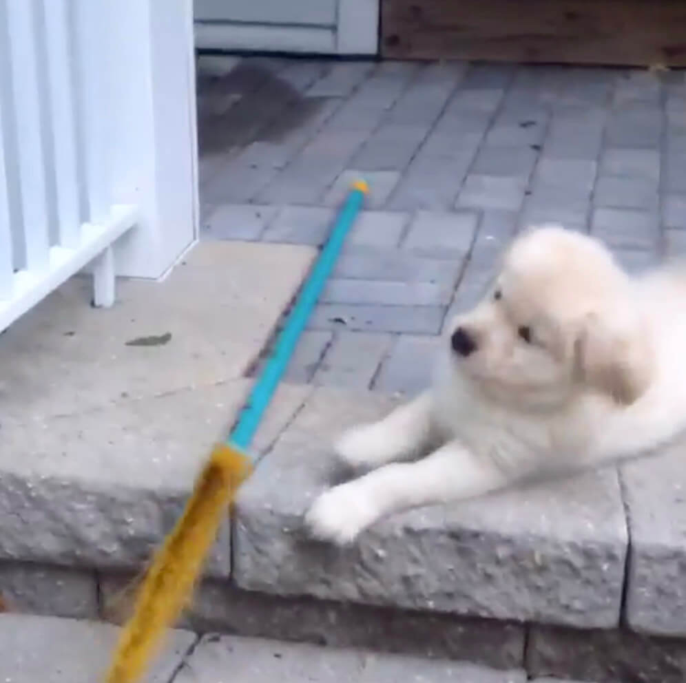 ゴールデンレトリーバー,動画