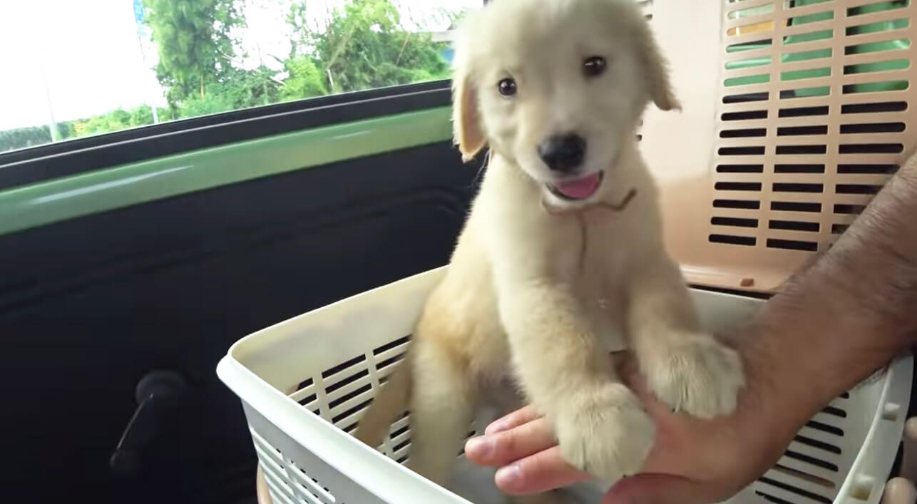 ゴールデンレトリーバー,動画