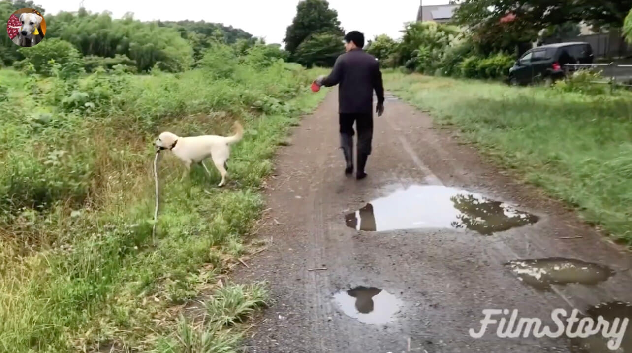 ラブラドールレトリーバー,動画