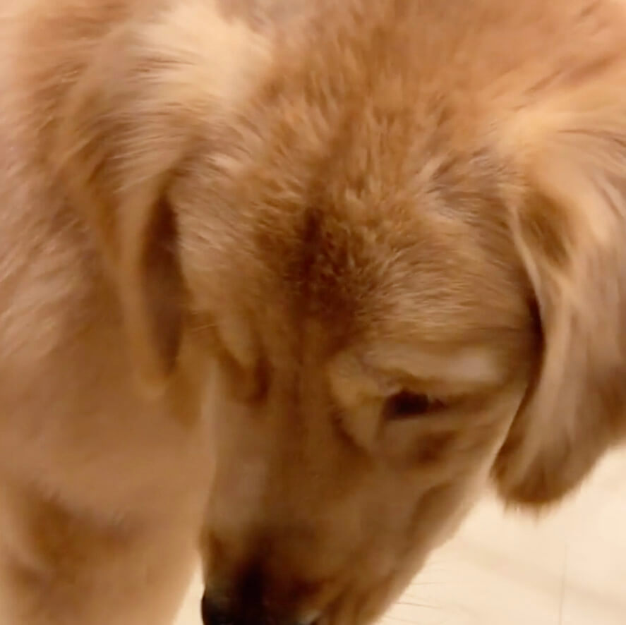 ゴールデンレトリーバー,動画