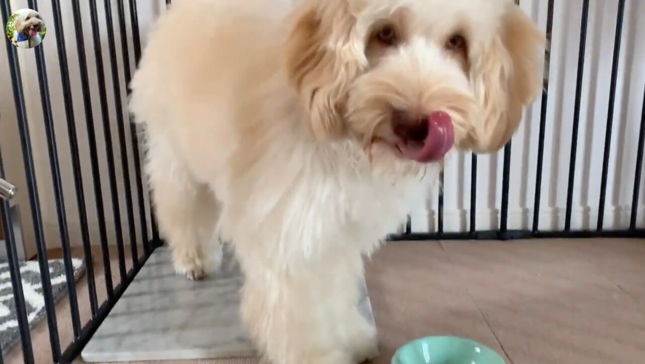 ラブラドゥードル,動画