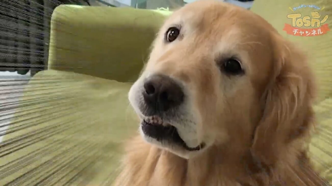 ゴールデンレトリーバー,動画