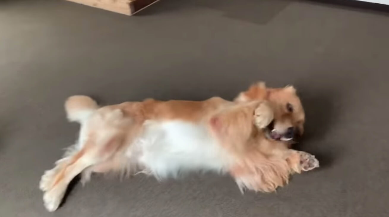 ゴールデンレトリーバー,動画