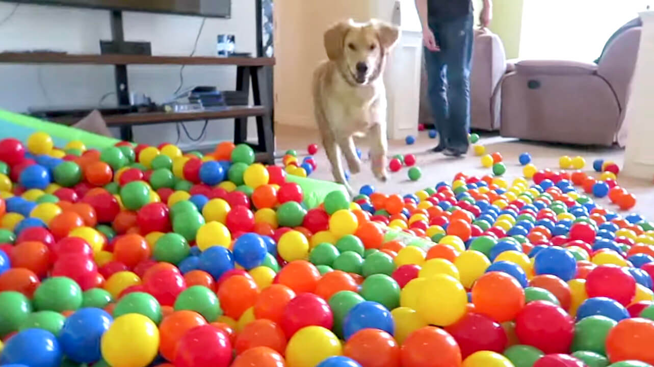 ゴールデンレトリーバー,動画