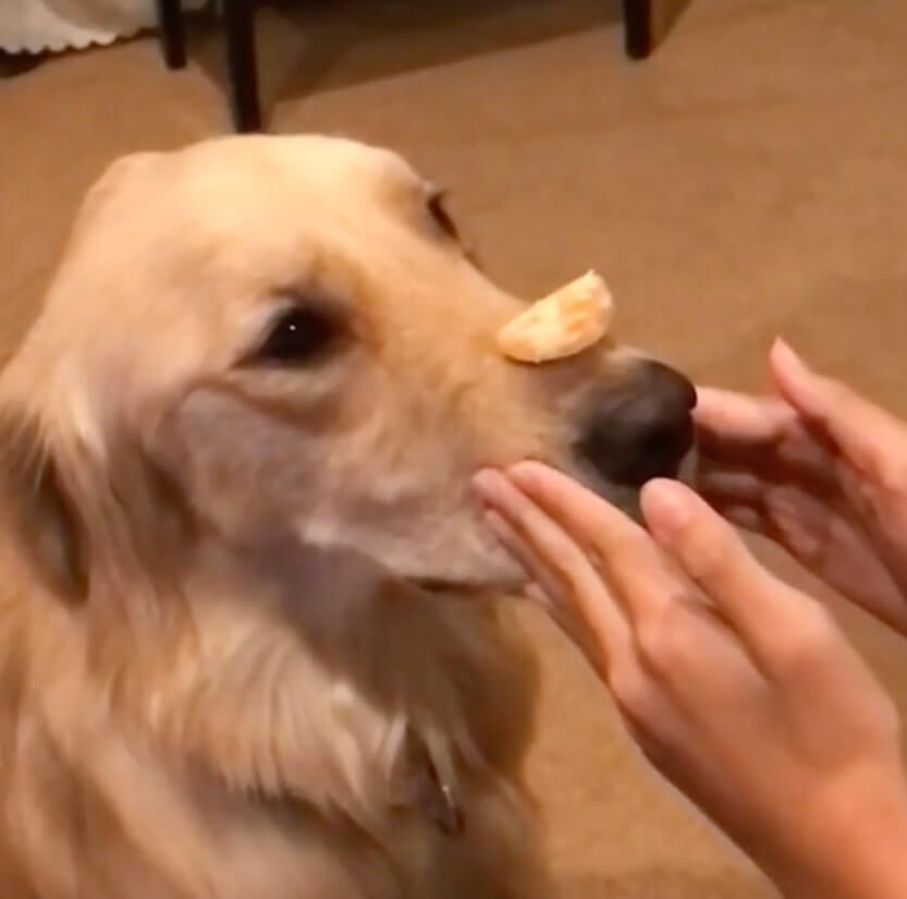 レトリーバー,動画