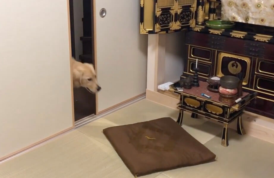 ゴールデンレトリーバー,動画